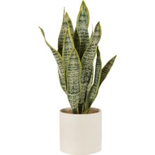 Laromita Decoration Saksıda Sanseveria / Xl