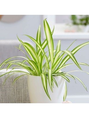 Bitkim Sende Hava Temizleyen Kurdela Çiçeği Ev Ofis Iç Mekan Salon Bitkisi