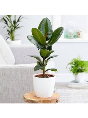 Bitkim Sende Kauçuk Bitkisi 55-65 cm (Beyaz Hediye Paketi ile Beraber) + Mini Çiçek Hediyeli