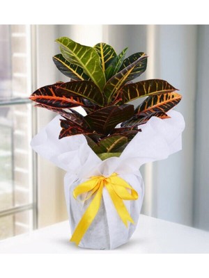 Bitkim Sende Kraton Çiçeği Yeni Iş Hediyesi Hediye Paketi+Tebrik Kartı