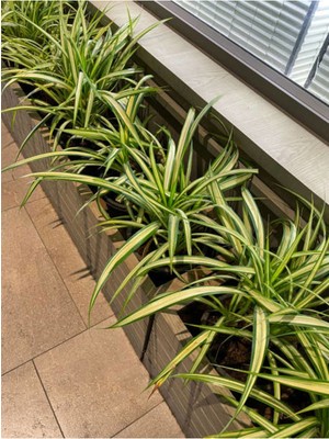 Bitkim Sende Videolu Kurdela Çiçeği (20 40 Cm)1 Adet Saksılı Bahçe Salon Bitkisi Chlorophytum