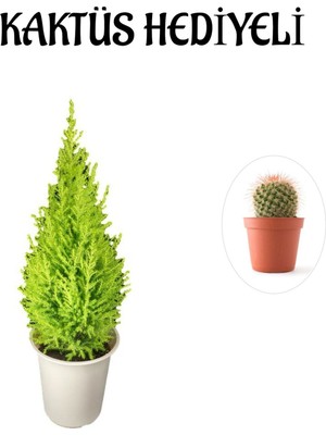 Bitkim Sende Limon Kokulu Salon Limon Çamı Kadınlar Gününe Özel Kaktüs Hediyeli