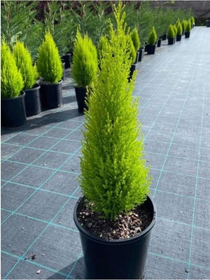 Bitkim Sende Limon Kokulu Limoni Servi Cupressus Ev Ofis Salon Çamı 30-45 cm