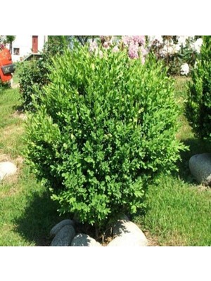 Bitkim Sende Saksılı Şimşir Fidanı Yaş 2 - Boy 50-70 cm Boy