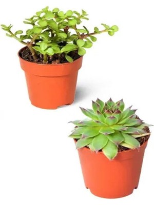 Bitkim Sende 2'li Set Crassula Portulacaria Afra Succulent Sempervivum Sukulent Dolgun Formlu