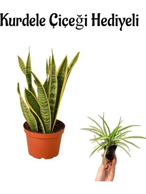 Bitkim Sende Harika Görünümlü Sarı Renkli Paşa Kılıcı Bitkisi Kadınlar Gününe Özel Kurdele Çiçeği Hediyeli