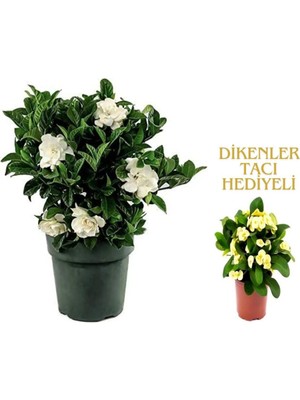 Bitkim Sende Videolu 1 Adet Kadınlar Gününe Özel Gardenya Çiçeği 20-30CM Saksılı Dikenler Tacı Hediye Gardenia