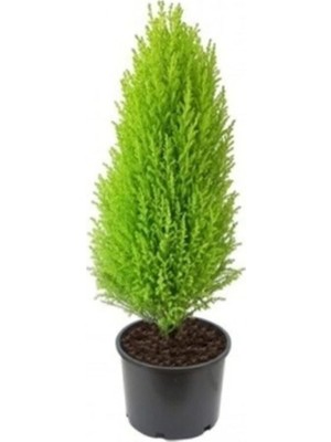 Bitkim Sende Limon Kokulu Limon Cami Evde Ofisde Salon Da Bahçede 30 cm 40CM Ister Hediyelik