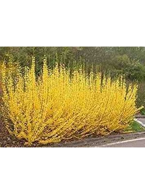 Doğaşık (2ADET) Altın Çanak Fidanı (Cercidiphyllum Japonicum)