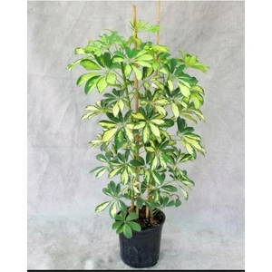 Bitkim Sende Videolu Alacalı Şeflera (50 80 Cm)1 Adet Saksılı Ev Ofis Bitkisi Schefflera