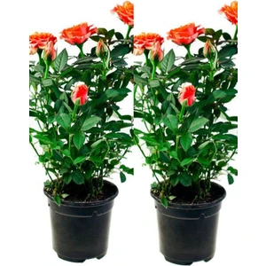 Bitkim Sende Videolu Koyu Somon Rengi Gül Fidanı Aşılı Saksılı 2 Adet (50-70CM) Dış Mekan (Salmon Roses)