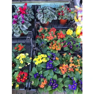 Bitkim Sende Videolu Çuha Çiçeği Fidesi (5 15 Cm) 10 Adet Saksılı/tüplü Iç/dış Mekan Bitkisi Tagetes
