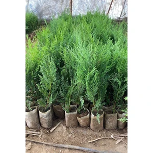 Bitkim Sende Videolu Yeşil Yapraklı Leylandi Fidanı (10 25 Cm)40 Adet Tüplü Dış Mekan Ağaç Cupressus Leylandii