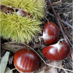 Bitkim Sende Tüplü Kestane Fidanı ( Marsol )