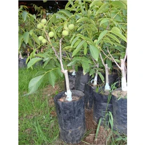 Bitkim Sende Tüplü Chandler Ceviz Fidanı Yüksek Verimli Salkım 70 - 90 cm Bol Verimli