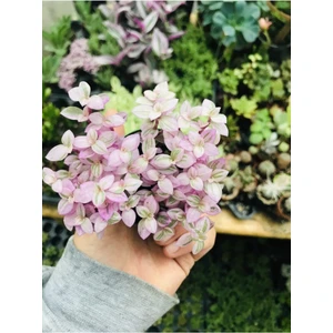 Bitkim Sende Calisia Repens Pink Lady Minik Pembe Yapraklı Telgraf Çiçeği