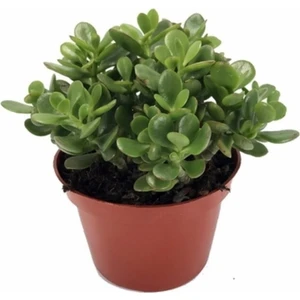 Bitkim Sende Crassula Ovata, Para Çiçeği, Şans Agaçı Jumbo Bpy