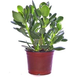Bitkim Sende Para Ağacı Çiçeği Yeşim Bitkisi Crassula Ovata Fidanı Dolgun 20-25CM