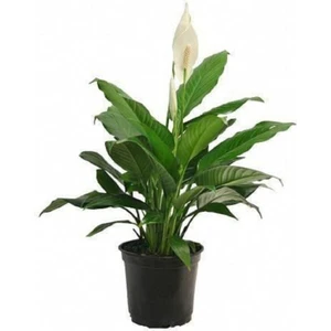 Bitkim Sende Barış Çiçeği Spathiphyllum Sokak Lambası Ev Bitkisi Ofis Bitkisi