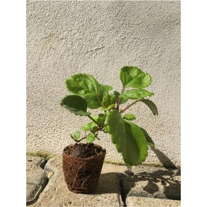 Bitkim Sende Parlak Mustafa Çiçeği Fidesi