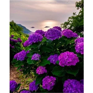 Bitkim Sende Aşılı Tüplü Mor Ortanca Çiçeği Fidanı