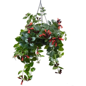 Bitkim Sende Askılı Saksıda Ruj Çiçeği Aeschynanthus Sarmaşığı