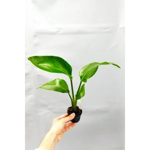Bitkim Sende Strelitzia Nicolai 'starliçe' - Beyaz Cennet Kuşu Çiçeği - Ev Ofis Salon Iç Mekan Bitkisi - 35 cm