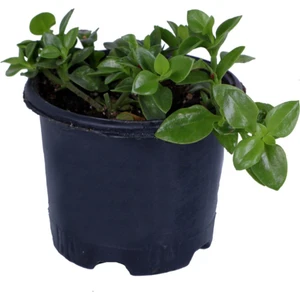 Bitkim Sende Buz Çiçeği,saksı'da Aptenia Cordifolia