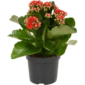 Bitkim Sende Kırmızı Çiçekli Kalanşo ( Kalanchoe ) Çiçeği Ithal Büyük Boy