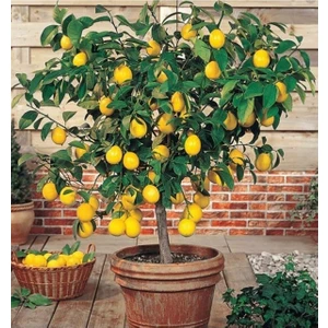 Bitkim Sende Limon Fidanı Yediveren Mayerlimon Ağacı Fidanı Saksılı 3 Yaş Evde Bakılabilir Bodur (Çiçek Hediyeli)