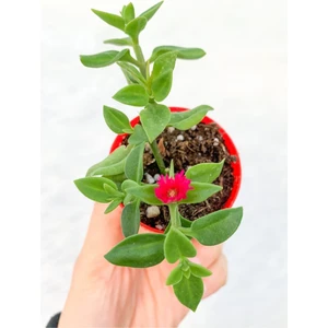 Bitkim Sende Buz Çiçeği Sukulent 5.5 cm Saksıda