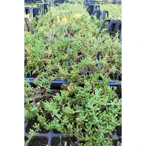 Bitkim Sende Acem Halısı Fidesi 20 Adet Çiçek Açan Yer Örtücü Bitki Mezem