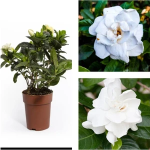 Bitkim Sende Videolu 1 Adet Salon Hediyesi Yoğun Kokulu Gardenya Çiçeği 20-40 cm Saksılı Iç Mekan Gardenia