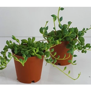 Bitkim Sende Tesbih Çiçeği Sukulent Mini Sukulent Saksısında