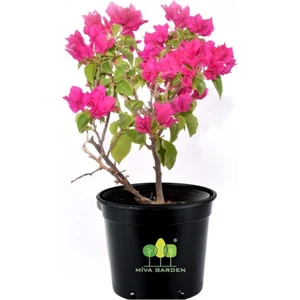 Bitkim Sende Bougainvillea Spectabilis Çalı Begonvil