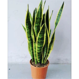 Bitkim Sende Sanseveria Kılıç Çiçeği Canlı Topraklı Bitki