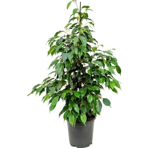Bitkim Sende Benjamin Bitkisi 120 130 cm Ficus Benjamina Danielle Salon Bitkisi Ofis Bitkisi Ev Bitkisi