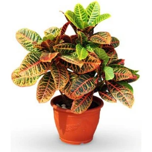 Bitkim Sende Kraton Bitkisi 30 40 cm Boy Croton Petra 13 cm Saksı Çapı Ev Bitkisi Ofis Bitkisi Salon Bitkisi