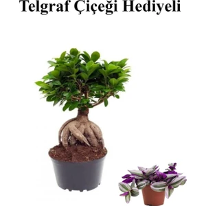 Bitkim Sende Hediyelik Bonsai Bitkisi Kadınlar Gününe Özel Telgraf Hediyeli