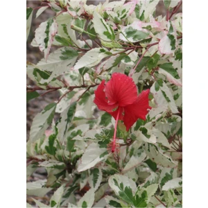 Bitkim Sende Videolu Alacalı Renk Japon Gülü Çiçeği 20-30 cm Tüplü Çiçekli Bodur Bitki (Camellia Japonica)