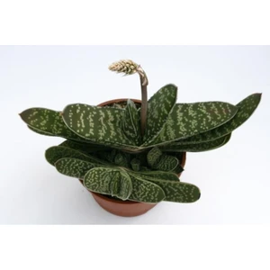 Bitkim Sende Gasteria Pillansii Sukulent Bitki