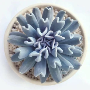 Bitkim Sende Echeveria Runyonii Topsy Turvy Sukulent Bitki