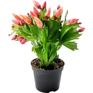 Bitkim Sende Yılbaşı Çiçeği, Zygocactüs