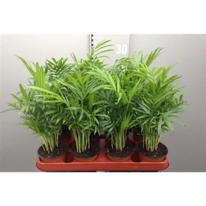 Bitkim Sende Iç Mekan Süs Bitkileri Salon Palmiyesi - Chamaedorea Elegans 30- 40 cm