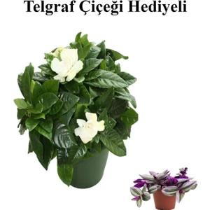 Bitkim Sende Yoğun Mis Kokulu Gardenya Çiçeği Kadınlar Gününe Özel Telgraf Hediyeli