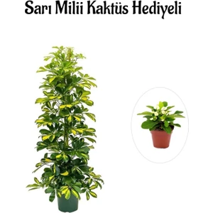 Bitkim Sende Hediyelik Sarı Alacalı Şeflera Bitkisi Kadınlar Gününe Özel Sarı Milli Kaktüs Hediyeli