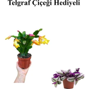 Bitkim Sende Kadınlar Gününe Özel Sarı Renk Yılbaşı Çiçeği-Kaktüsü Telgraf Hediyeli