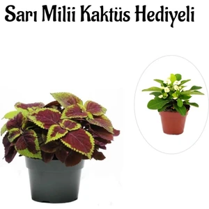 Bitkim Sende Kadınlar Gününe Özel Renkli Yapraklı Yaprak-Cam Güzeli Sarı Milli Kaktüs Hediyeli
