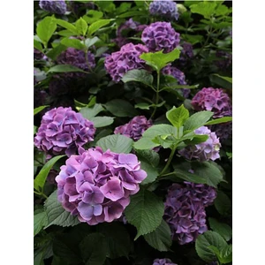Bitkim Sende Videolu Mor Ortanca (80 100 Cm)1 Adet Sakksılı Çiçekli Bahçe Bitkisi Hydrangea Macrophylla