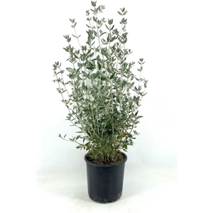 Bitkim Sende Videolu Dekoratif Zeytin Çalısı (40-50 Cm) 2 Adet Saksılı/tüplü Dış Mekan Bitkisi Teucrium Fruticans